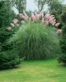 Pflanzen für Dich Gräser Cortaderia selloana Rosea, 1 St., Pampasgras, Rosa Pampasgras, rosa Blütenrispen, winterhart