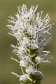 Liatris spicata 'Alba', Prachtscharte, weiß, ca. 9x9 cm Topf