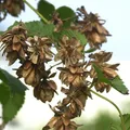 Hopfen Pure 40-60cm - Humulus lupulus