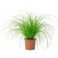 Echtes Katzengras - pflegeleichte Zimmerpflanze, Cyperus alternifolius 'Zumula' - Höhe ca. 30 cm, Topf-Ø 12 cm