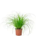 Echtes Katzengras - pflegeleichte Zimmerpflanze, Cyperus alternifolius "Zumula" - Höhe ca. 30 cm, Topf-Ø 12 cm