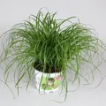 Cyperus Zumula Katzengras, Zimmerpflanze, Haustierfreundlich, 20-30 Cm Höhe