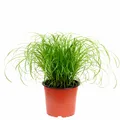 Echtes Katzengras - Cyperus alternifolius "Zumula" - Höhe ca. 30 cm, Topf-Ø 12 c