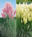 BALDUR Garten 2er Pampasgras Sortiment, Pflanzen im 9x9 cm-Topf, Cortaderia selloana, Set bestehend aus je 1 Pflanze rosa und weiß blühend, Ziergräser, Stauden - Kollektion, winterharte Stauden
