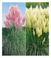 Pampasgras Sortiment 2 Pflanzen Cortaderia selloana  rosa und weiß blühend