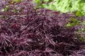 Acer palmatum 'Firecracker', Japanischer Ahorn, leuchtend rot, 150–175 cm