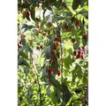 Lycium Barbarum No.1 Lifeberry Goji-Beere 40–60 Cm Vitaminreich