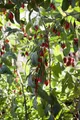 Pflanzen für Dich Obstpflanze Lycium barb. No.1 Lifeberry, 1 St., Gemeiner Bocksdorn, Goji-Beere, Wolfsbeere, rote Beeren, vitaminreich