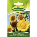 Sonnenblume, Mischung hoher Sorten