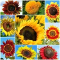 Sonnenblume - bunter Mix von hohen, einfach und gefüllt blühenden Sorten - Samen