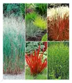 BALDUR Garten 9er Winterhartes Gräserbeet, Pflanzen im 9x9 cm-Topf, für 2-3 qm, Ziergras Red Baron, Zebragras, Ziergräser Heavy Metal, Indian Summer, etc., winterharte Stauden, mehrjährig