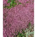 Thymus Serpyllum Magic Carpet Teppich-Thymian Ca. 9x9 cm Topf