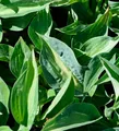Funkie Jurassic Park - Hosta cultorum