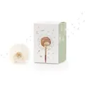 Wunscherfüller Geldgeschenk (Grün) von Die Stadtgärtner | Echte Pusteblume im Glas mit Geldschein-Sichtfenster | Kreative Verpackung zum Geld verschenken | Zum Geburtstag, Hochzeit, Schulabschluss