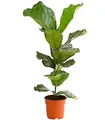 Dehner Geigenfeige, imposantes Blattwerk, ca. 65-75 cm, Ø Topf 17 cm, Zimmerpflanze