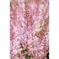 Astilbe Chinensis Serenade Prachtspiere Ca. 9x9 cm Topf