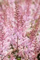 Pflanzen für Dich Staude Astilbe chin. Serenade, 1 St., Astilbe, Prachtspiere