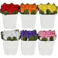 Murago - 6 x Rosen Kunstblumen im Topf Strauß Kunstpflanzen Hochzeit Tisch Dekoration künstliche Balkon Weiß rot rosa Blumen