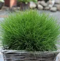 Bärenfell Schwingel - Festuca scoparia