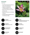 Dehner Staude Bio Stauden-Set Grünes Gartenparadies für Schattenbeete, je 3-20 cm, verschiedene Gartenstauden, insgesamt 18 mehrjährige Pflanzen
