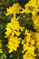 Pflanzen für Dich Gehölze Genista 'Porlock', 1 St., Ginster 'Porlock'
