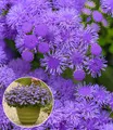 BALDUR Garten 2x Ageratum 'Monarch Magic®', Pflanzen im 10,5 cm Topf, starke Blühleistung über Monate, Blickfang im Beet & Kübel, bienenfreundlich & pflegeleicht