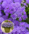 BALDUR Garten 2x Ageratum 'Monarch Magic®', Pflanzen im 10,5 cm Topf, starke Blühleistung über Monate, Blickfang im Beet & Kübel, bienenfreundlich & pflegeleicht