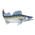 Jenzi Angeln Fisch - Aufkleber ca.15cm, Modell:Zander