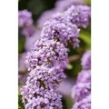 Buddleja Alternifolia Schmetterlingsflieder 100–125 cm