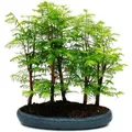 Exotenherz Outdoor-Bonsai Metasequoia Glyptostroboides Größer Wald mit 5-7 Pflanzen