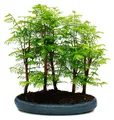 Outdoor-Bonsai Metasequoia glyptostroboides - großer Wald mit 5-7 Pflanzen