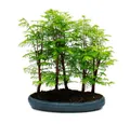 Exotenherz Zimmerpflanze Outdoor-Bonsai Metasequoia glyptostroboides großer Wald 5-7 Pflanzen