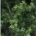 Gedrehte Zwerg Eibe Cristata 20-25cm - Taxus baccata