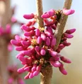 Chinesischer Judasbaum Avondale 60-80cm - Cercis chinensis