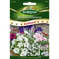 SB Balkonblumen, stehende Mischung