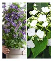 BALDUR Garten 2er Winterharte Kletterpflanzen Kollektion, Pflanzen im Topf, 1 Kletterhortensie Hydrangea und 1 Clematis Taiga®, bienenfreundlich und schmetterlingsfreundlich, mehrjährig, blühend