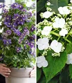 BALDUR Garten Zierstrauch Winterharte Kletterpflanzen-Kollektion, 2 St., Kletter-hortensie, winterhart, mehrjährig, bienenfreundlich