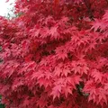 Roter Fächerahorn - Acer palmatum Atropurpureum 40-60 cm 3 Liter