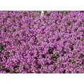 Thymus Serpyllum Sand-Thymian Aromatisch Ca. 9x9 cm Topf