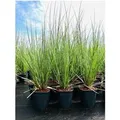 Cortaderia Selloana Pampasgras 3-5 Liter Container