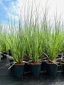 Pflanzen für Dich Gräser Cortaderia selloana, 1 St., Pampasgras, silbrig, imposante Blütenstände