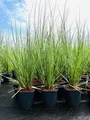 Cortaderia selloana, Pampasgras, 3-5 Liter Container