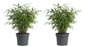 x2 Bamboo Asian Wonder P14 H30