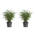 Bloomique - 2er - Set - Fargesia Asian Wonder - Bambuspflanze - Nicht invasive Gartenpflanze - Heckenpflanze - Höhe 20-40 cm - 14 cm Topf