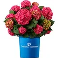 Hortensie Endless Summer Summer Love Höhe ca. 20 - 30 cm Topf ca. 5,