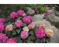 Hortensie Endless Summer® rot Hydrangea macrophylla 'Summer Love' H 20-35 cm Co