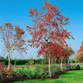 Betula pendula 'Royal Frost' 125–150 cm – Winterhart, Mehrjährig, Pflegeleicht – Hängebirke – Zierbaum für Garten & Einzelstellung