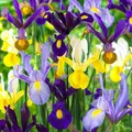 Schwertlilien Winterhart Mehrjährig - Holländische Iris Super Collection Blumenzwiebeln - 50 Zwiebeln - Pflanzen aus Holland für Garten und Topf (große Knollen, kein Samen)