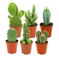 ZynesFlora Mini Kakteen im Set - 6 Stück im 5.5 cm Pflanztopf - Kleiner Kaktus Zimmerpflanze Sammlung - Höhe: 5-10 cm