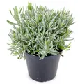 Italienischer Lavendel 15cm Topf, echter Lavendel Pflanze, Lavendula Angustifolia